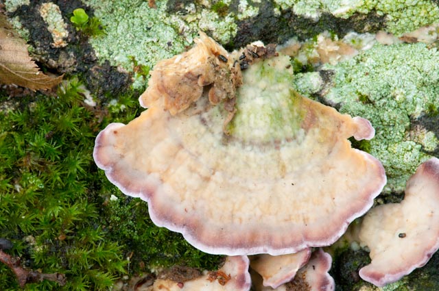 aphyllophorales 1 (Trichaptum biforme)